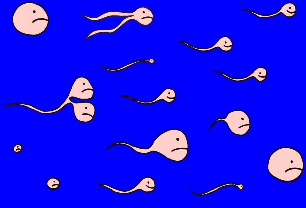 fish en espermatozoides